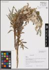 Foto von Salix excelsa S. G. Gmel.